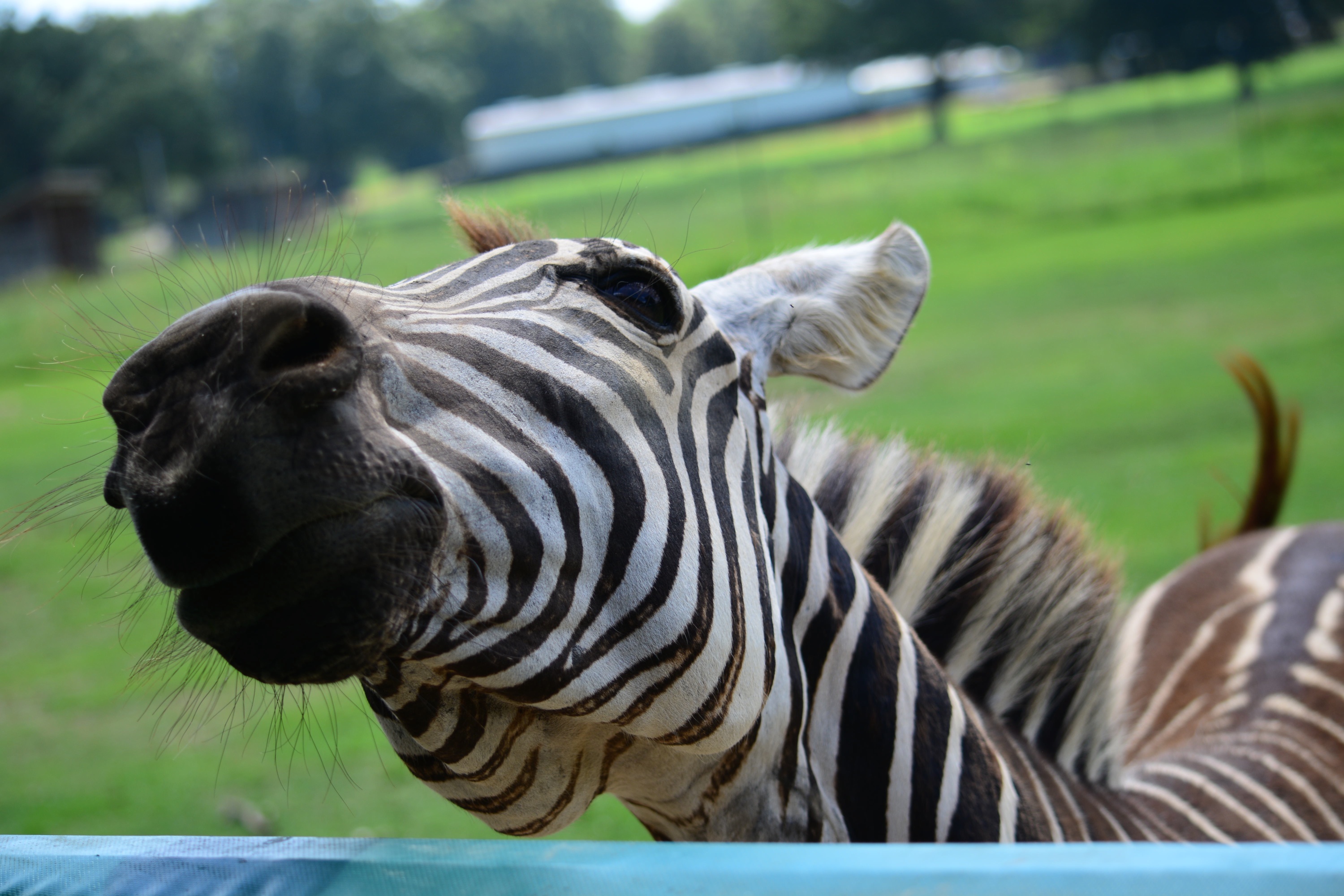 Just a zany zebra
