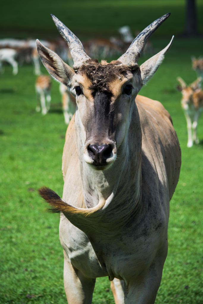 Global Wildlife Center in Folsom Louisiana Coupons Review