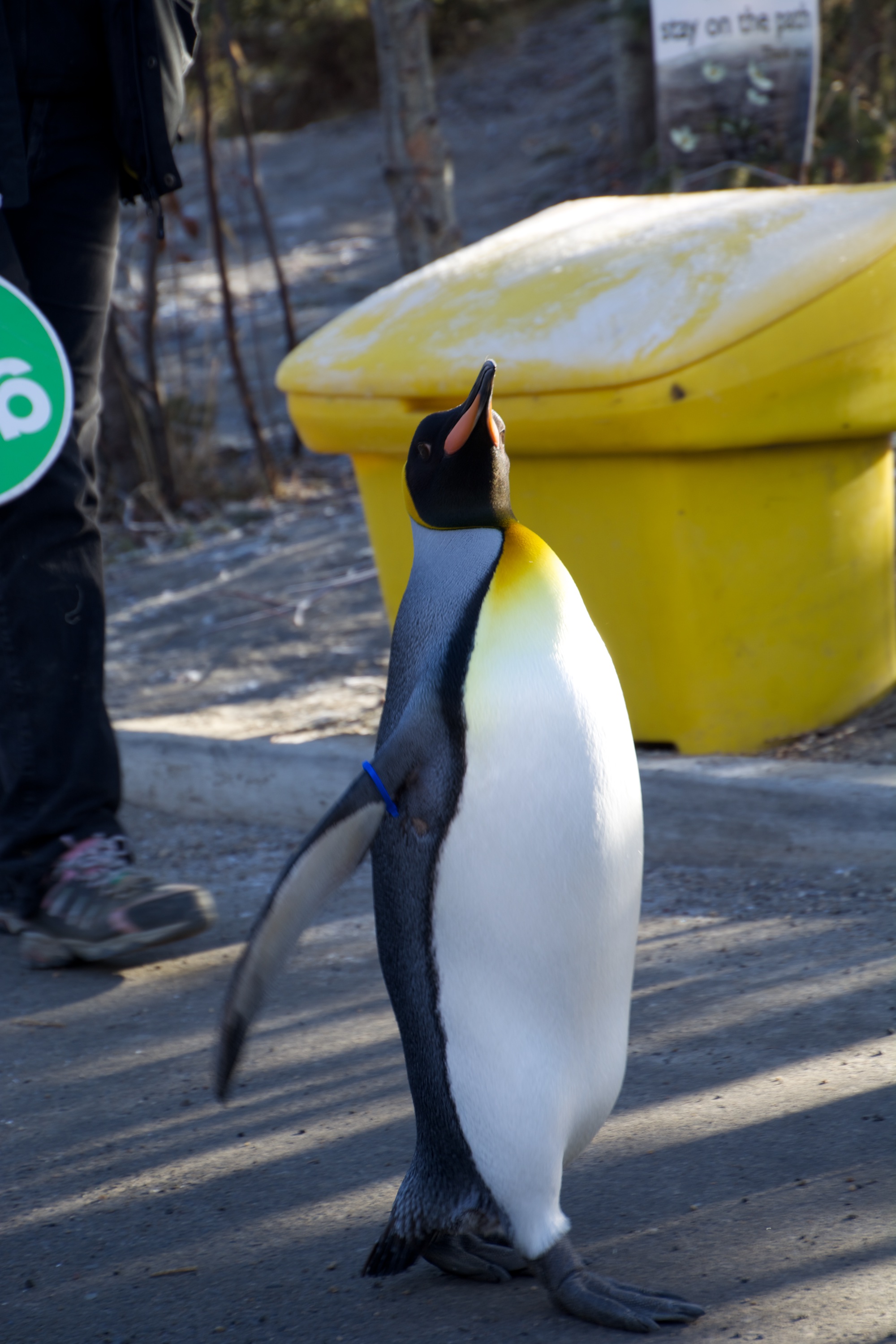 March of the penguins