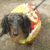 Hot Dogs St Charles Il Hot Dogs St Charles Il