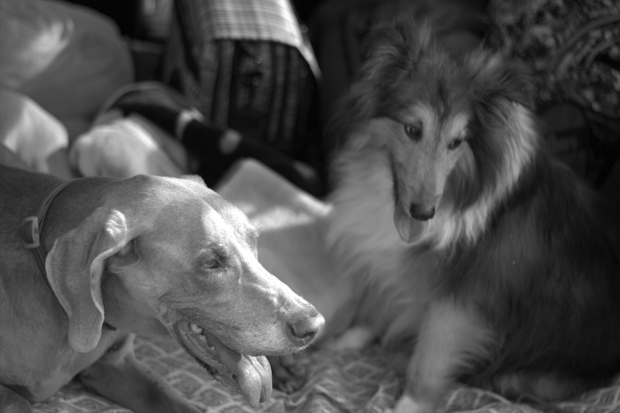 Zoe and Punkin