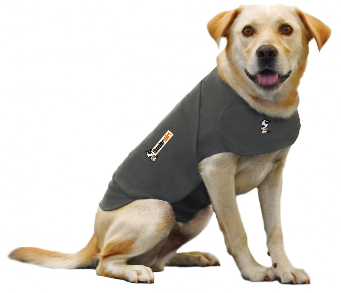 Can A Dog Develop Anxiety From Thinder Can A Dog Develop Anxiety From Thinder