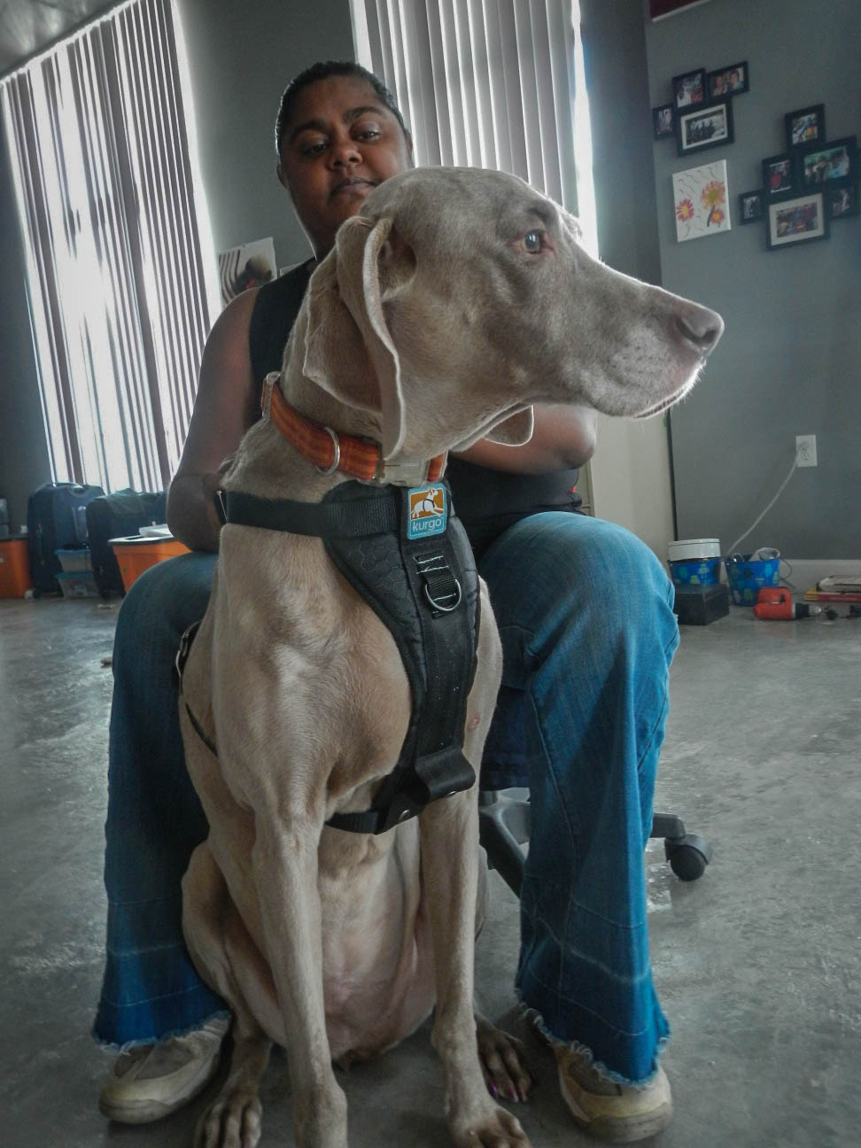 Zip Line Seat >> Dog Car Safety | Kurgo | Auto Harness | Zip Line | Review Zip Line Seat >> Dog Car Safety | Kurgo | Auto Harness | Zip Line | Review