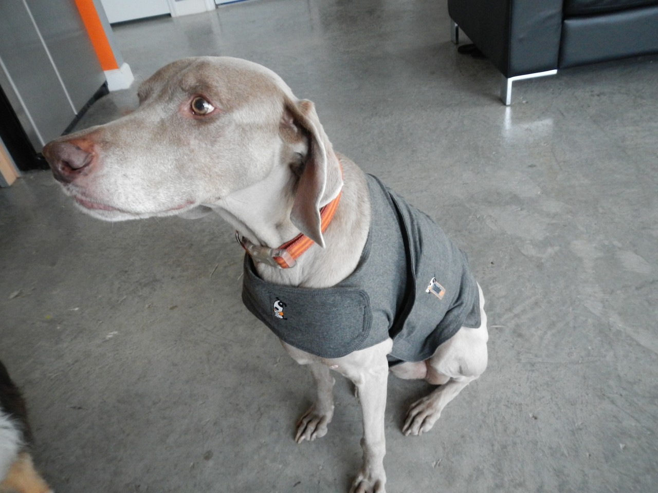 Shirts For Dogs India