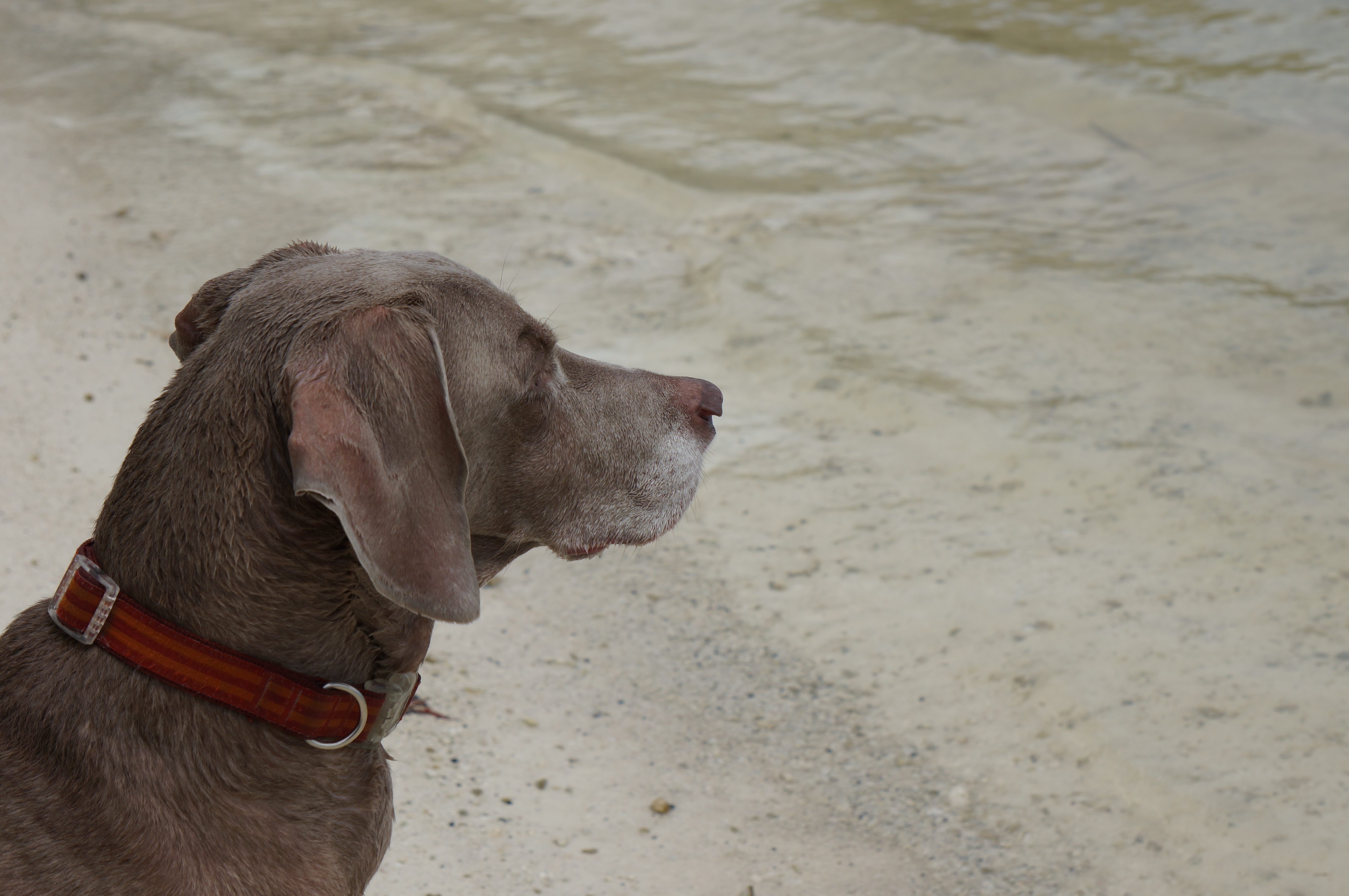 Anne's Beach Dog Friendly Florida Keys Pet Friendly