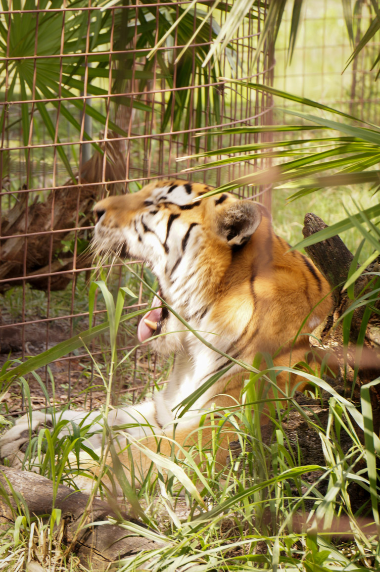 Big Cat  Rescue  Review Tampa FL  Coupon Things to Do