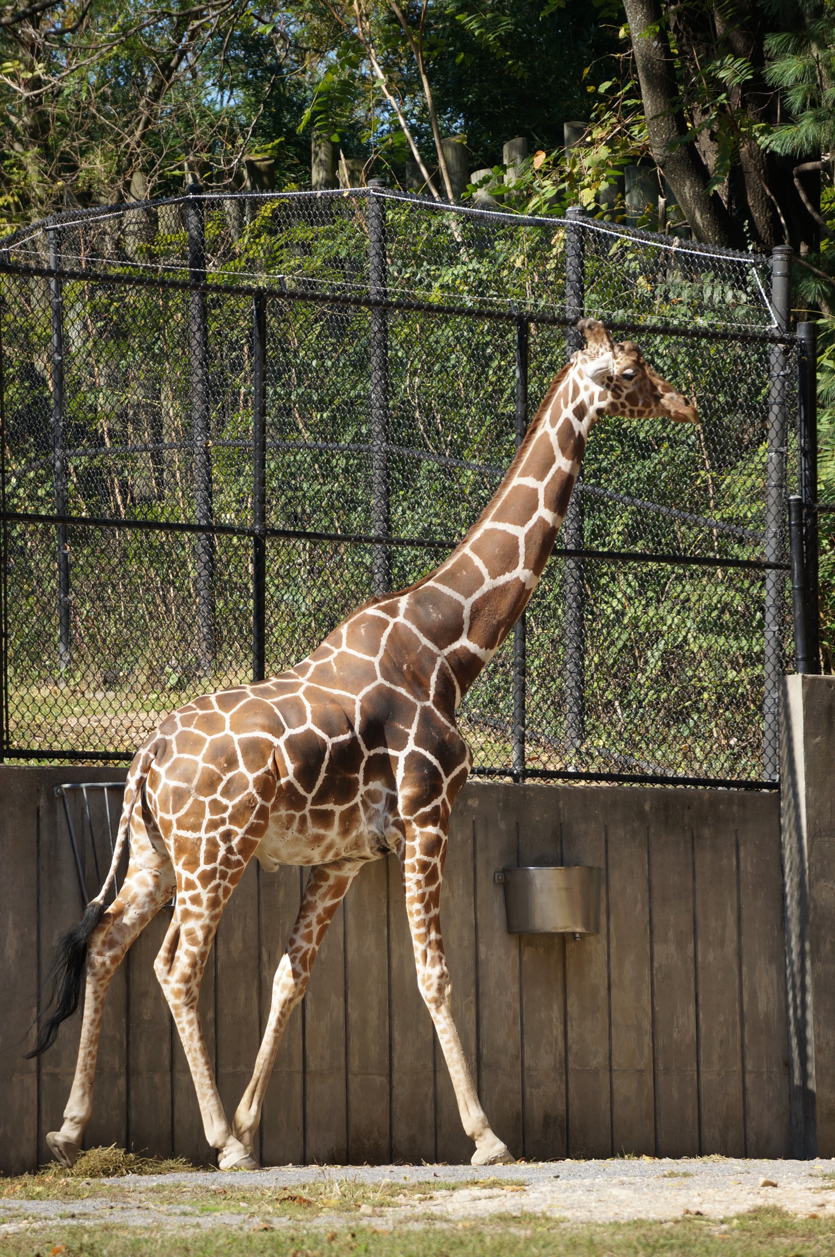 Going Wild! A Review of the Maryland Zoo in Baltimore