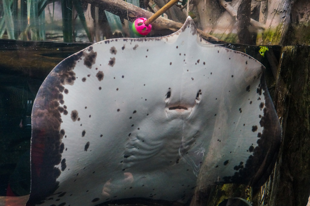 Review of the National Aquarium Baltimore Inner Harbor