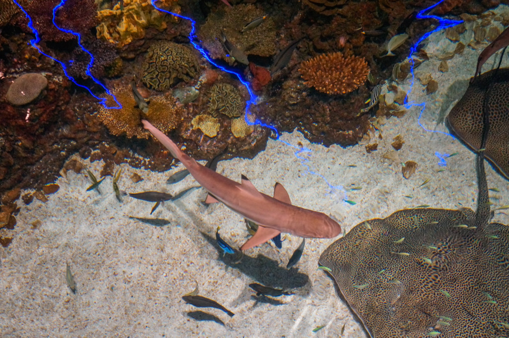 Review of the National Aquarium Baltimore Inner Harbor