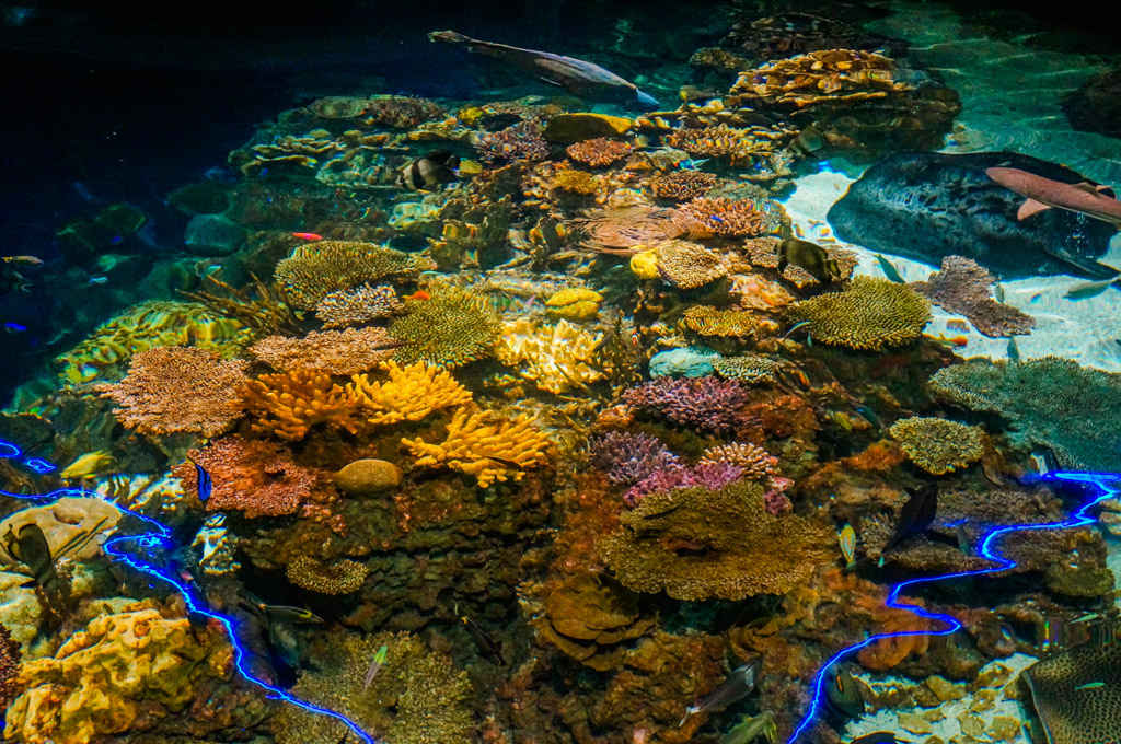 Review of the National Aquarium Baltimore Inner Harbor