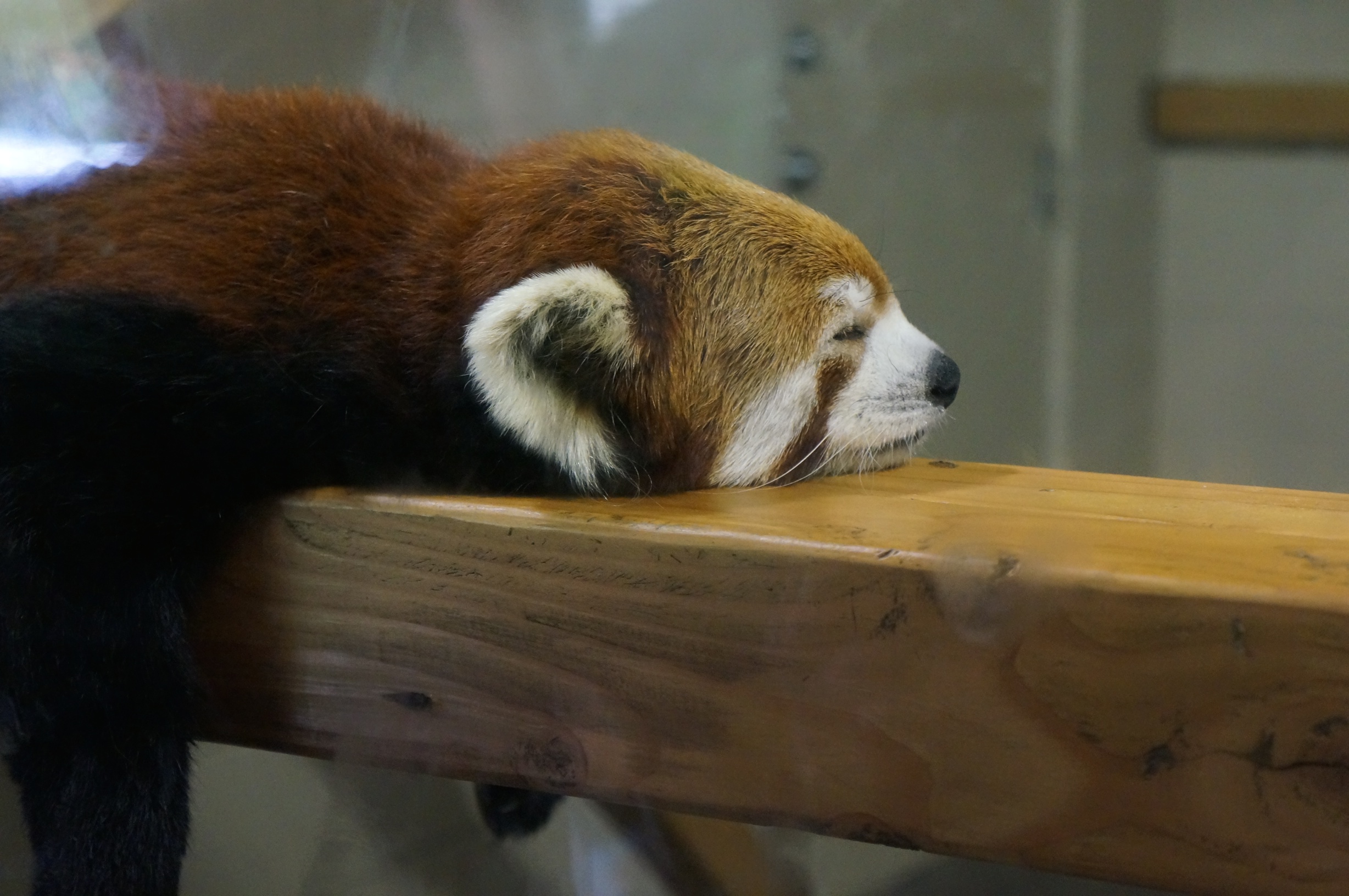 A Day at The Pittsburgh Zoo & PPG Aquarium