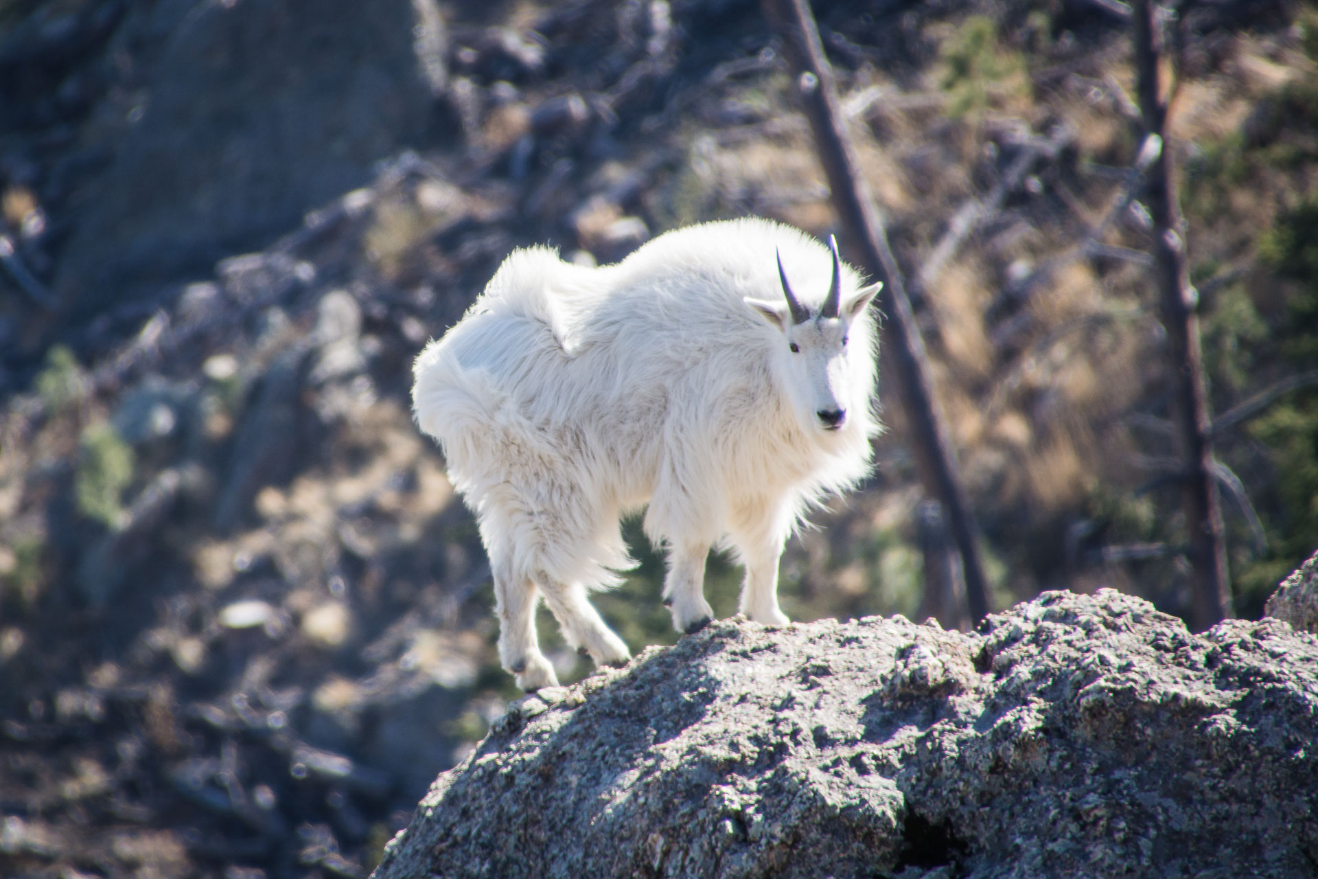 Mountain Goat in Custer State Park - Custer, South Dakota